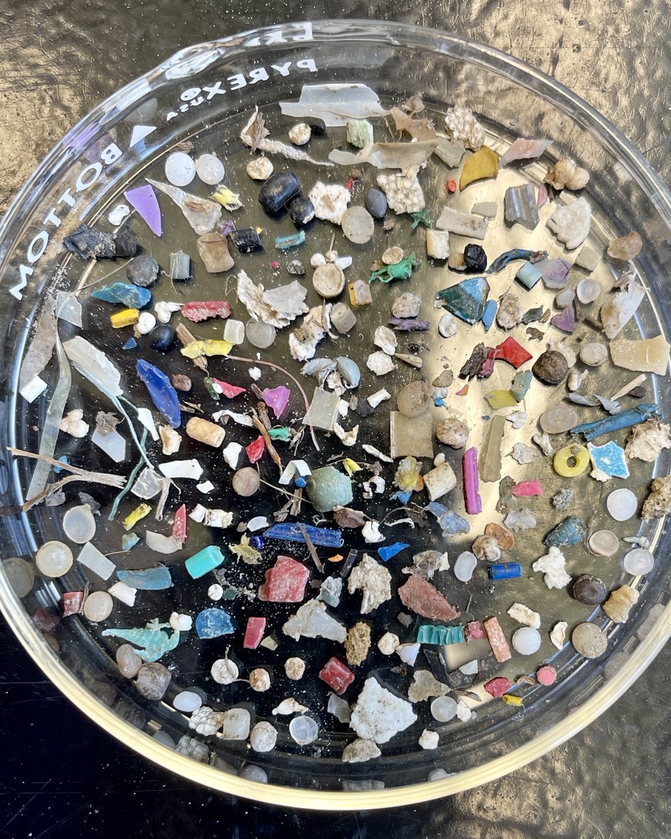 5gyres's tweet photo. Tiny plastics. Big problem. 🔍

Smaller than 5 millimeters, microplastics are found in the air we breathe, the water we drink, and the food we eat.

Take action for a #MicroplasticFreeUS 👉 https://t.co/qqhxlNQ9d9

📷: 5 Gyres’ Microplastic Scientist Dr. Victoria Fulfer https://t.co/raasnYPNaA