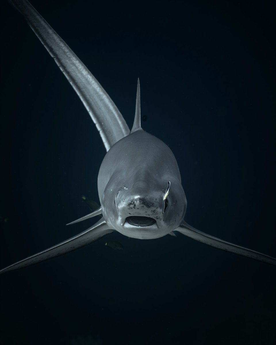 Fin Free tweet media