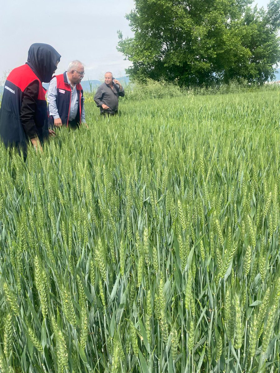 m_efenditarim's tweet photo. İlçe Müdürlüğümüz teknik ekiplerince arazi kontrollerimiz devam etmektedir.
@tarimgovtr 
@denizliiltarim 
@mustafa_nevzatzayim https://t.co/R5O7j7tV7T