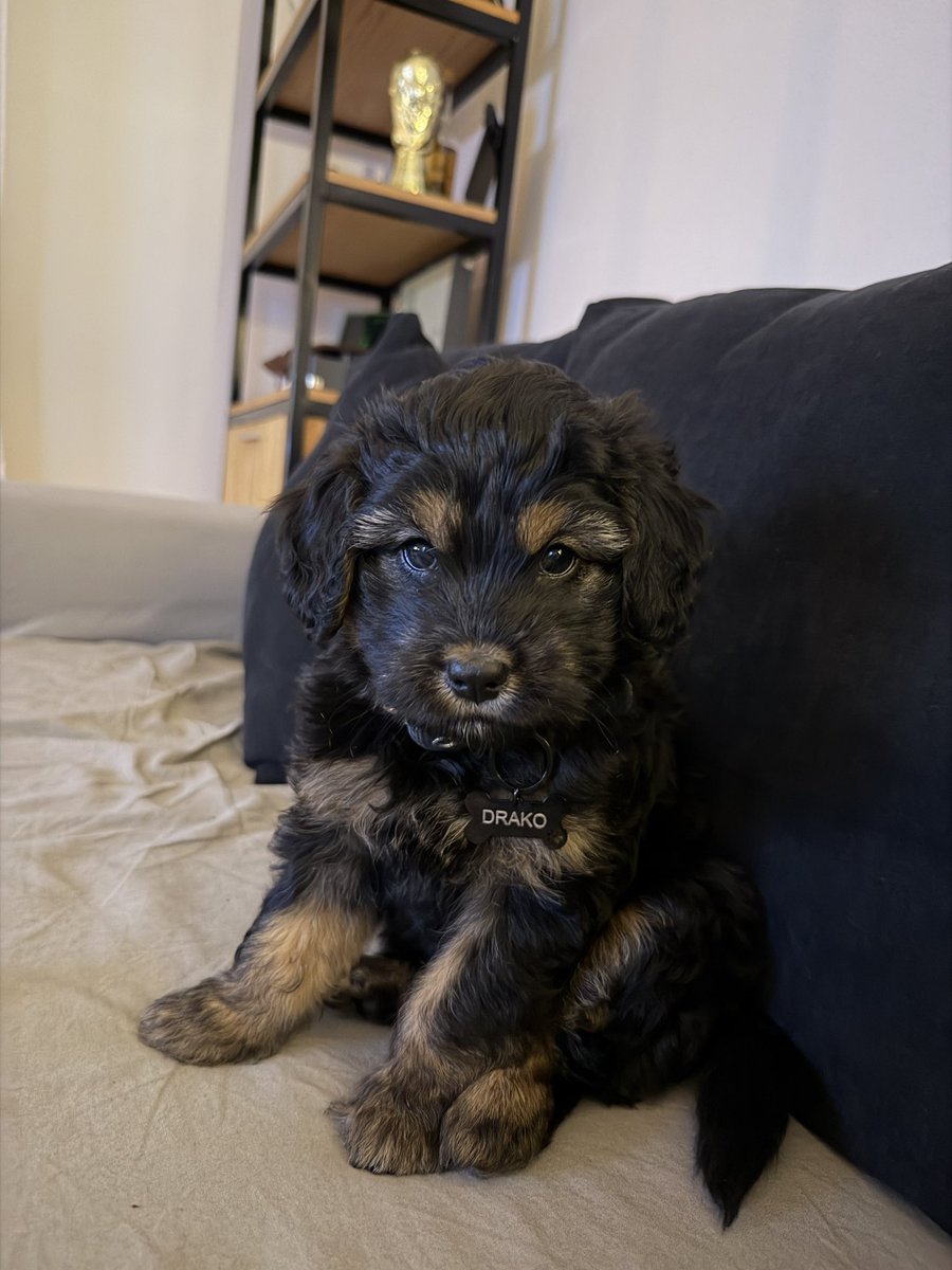 nmbarral's tweet photo. 🐶 Les presento a Drako https://t.co/6mONYcPy20