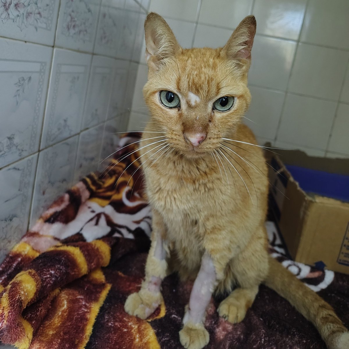 Ajudagatinhoste's tweet photo. 🚨 Meu gato doente renal crônico está internado. Precisamos que ele continue o tratamento na clínica pelos próximos dias pra ser estabilizado, o valor da diária é R$150. Conseguem me ajudar a arrecadar o suficiente pra mais um dia?

QUALQUER VALOR AJUDA:
🔑 ajudastefan@gmail.com https://t.co/BxBKR90Krc