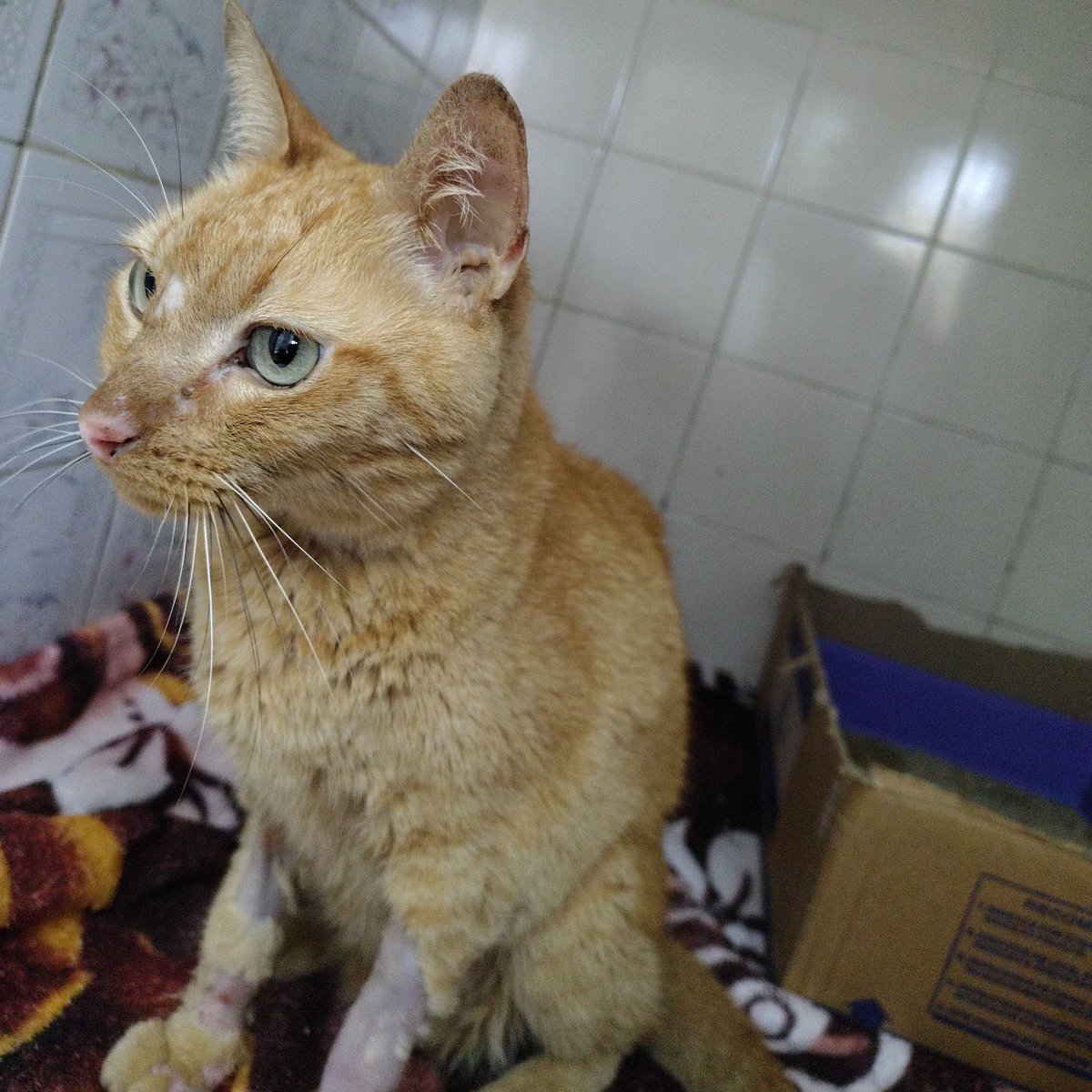 Ajudagatinhoste's tweet photo. 🚨 Meu gato doente renal crônico está internado. Precisamos que ele continue o tratamento na clínica pelos próximos dias pra ser estabilizado, o valor da diária é R$150. Conseguem me ajudar a arrecadar o suficiente pra mais um dia?

QUALQUER VALOR AJUDA:
🔑 ajudastefan@gmail.com https://t.co/BxBKR90Krc
