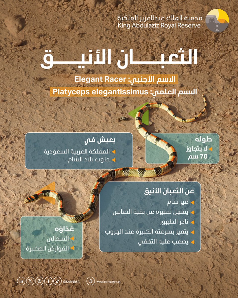 KARNRSA's tweet photo. رصدٌ مميز يثري التنوع الأحيائي.. 
​لأول مرة في محمية الملك عبدالعزيز الملكية، توثيق ظهور "الثعبان الأنيق"، الذي يُعد نوعًا نادرًا وسريعًا وغير سام، ليشكل جزءًا هامًا من التوازن البيئي في بيئتنا الطبيعية. https://t.co/1NL7fqDCEz