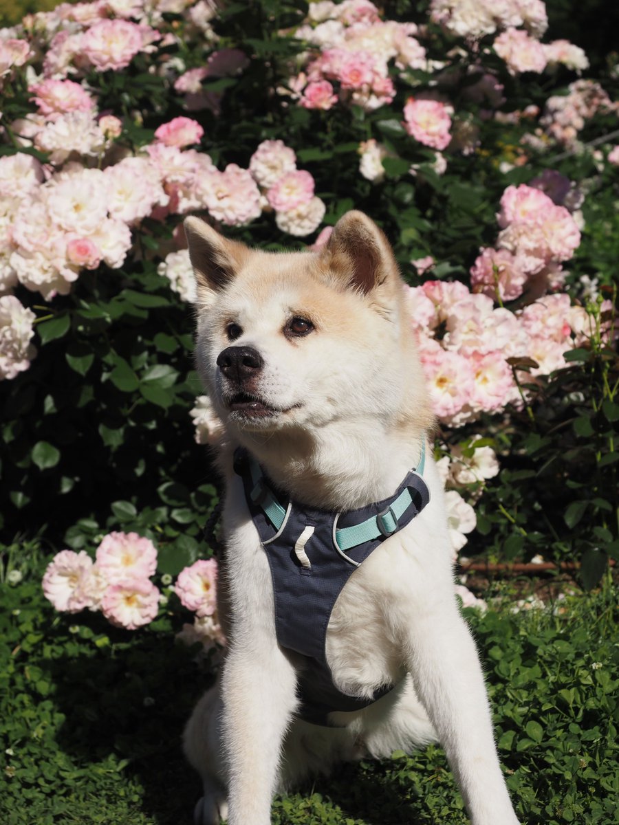akitainu7's tweet photo. プーチンさんのゆめさん亡くなったのか、、
ゆきと同い年くらいだったよね
よくがんばったね
#秋田犬 https://t.co/kvRokf2fGa