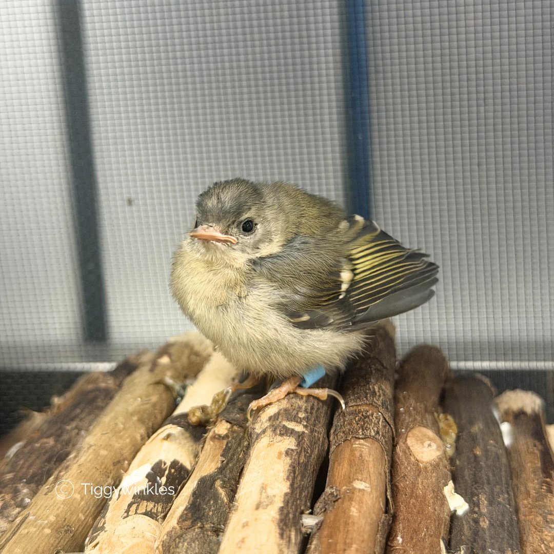 TiggywinklesUK's tweet photo. 💚🐦 This tiny goldcrest fledgling was rescued after being found on the ground with a splayed leg.
Goldcrests are Britain’s smallest bird, weighing little more than a 20p coin.
Thankfully, this little one is now safe at Tiggywinkles and receiving the specialist care it needs💚 https://t.co/zgBDtlIDkB