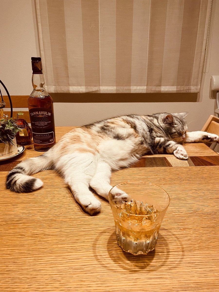 sayafl's tweet photo. 朝も夜も一緒だね♡

#ねこのメル https://t.co/lT74udRxfj