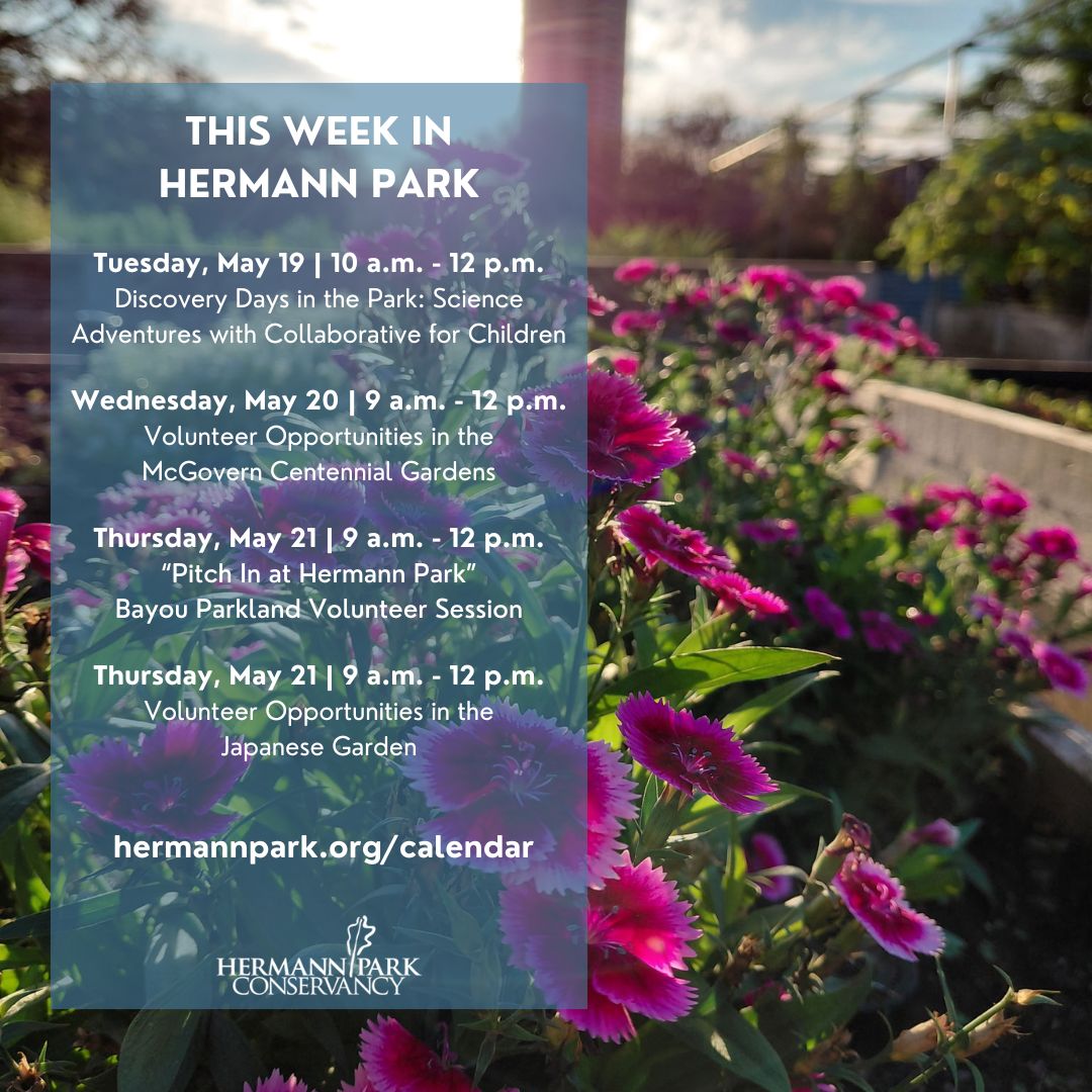 HermannPark's tweet photo. From hands-on family science adventures to meaningful volunteer opportunities in some of the Park’s most beautiful spaces, join us in connecting with nature and community all week long! 🌳 Events are weather dependent. Check website for updates. https://t.co/AAhg2tfx3j https://t.co/zaUxyG2iPT