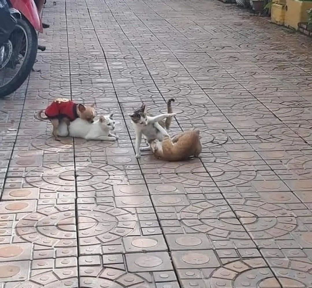 No Cats No Life tweet media