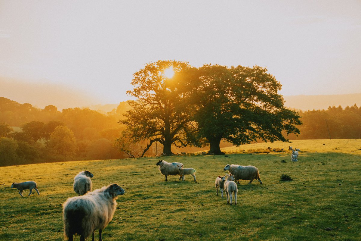 DanielCasson1's tweet photo. Shropshire 🐑 // https://t.co/bE9HczWiHD