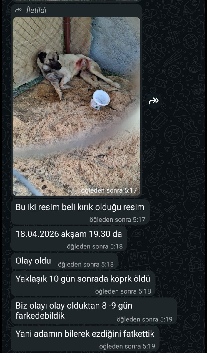 Orhan tweet media