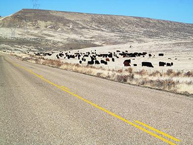 USDA_ARS's tweet photo. ARS scientists in Boise, Idaho, are employing prescribed cattle grazing as a management tool. This promotes ecological restoration and wildfire protection of western rangelands overrun by invasive and flammable grasses -- like cheatgrass and medusahead. https://t.co/Os2Fdr8qTz https://t.co/C7mFwNv6P7