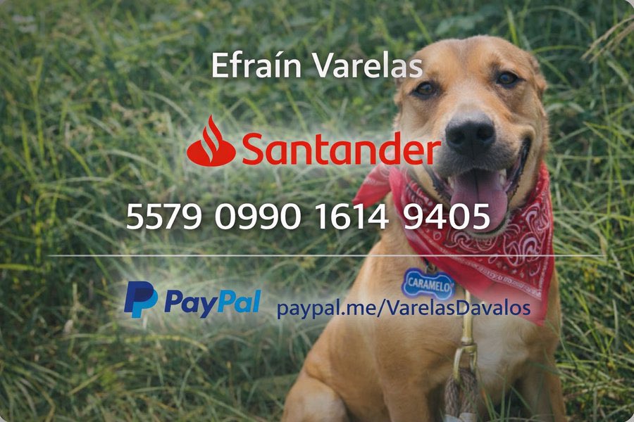 VarelaEfran's tweet photo. Es solo un cachorro, no pasa del año y ya conoció lo más horrible del ser humano. Tenía días tirado y nadie pudo ayudarlo. Necesitamos ayuda amigos. Tan solo de hoy van 1930 pesos más lo que se vaya sumando después de los estudios. Ojalá puedan echarnos una pata. 🐾 https://t.co/zFiCZQ15YB