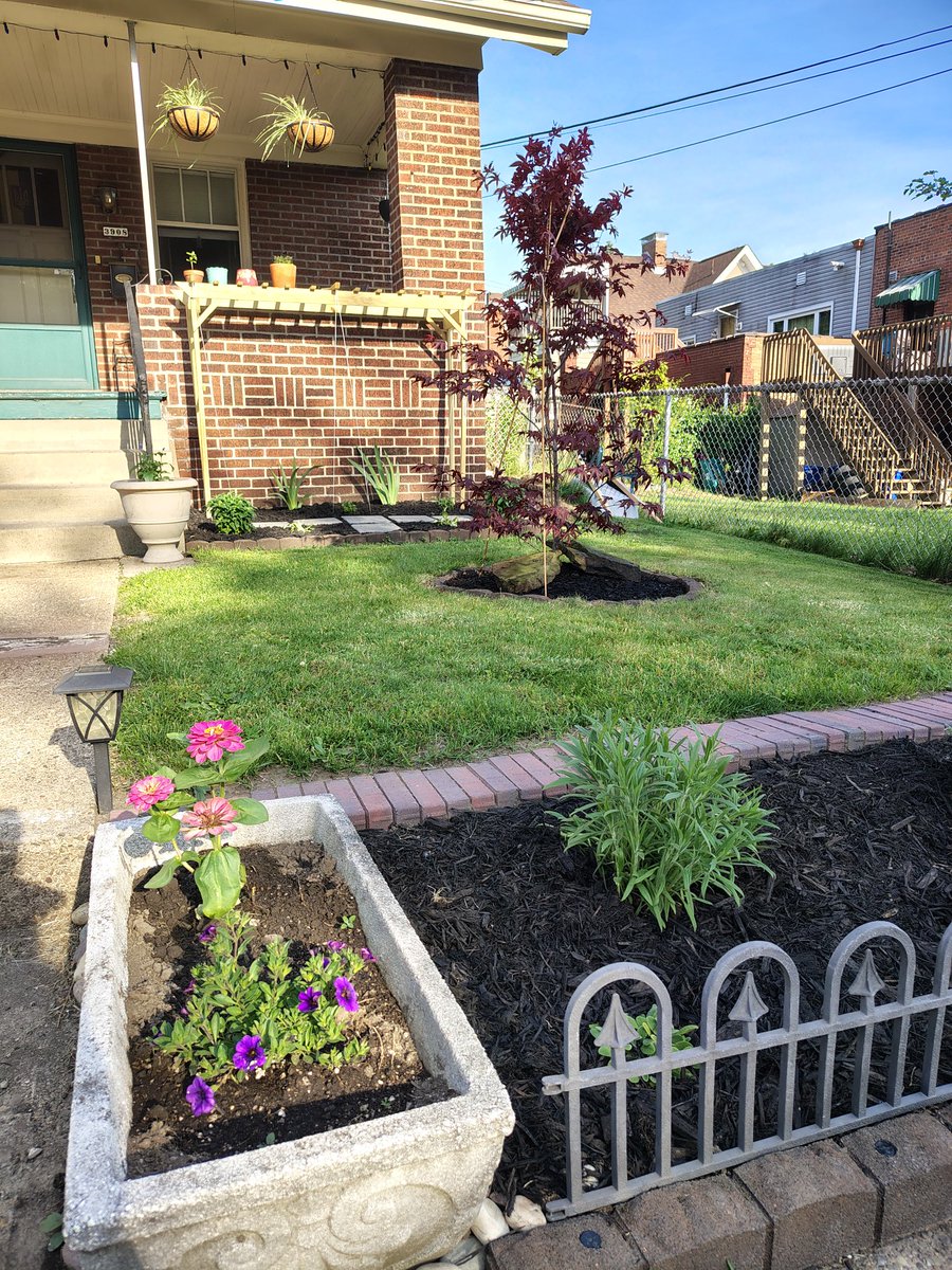 ___ramsey___'s tweet photo. put in a japanese maple, one of the Goth Trees https://t.co/xYNUnlpjco