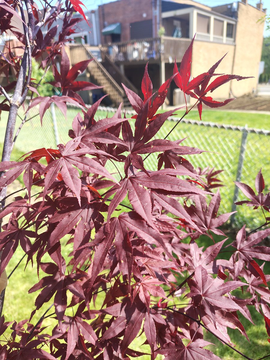 ___ramsey___'s tweet photo. put in a japanese maple, one of the Goth Trees https://t.co/xYNUnlpjco