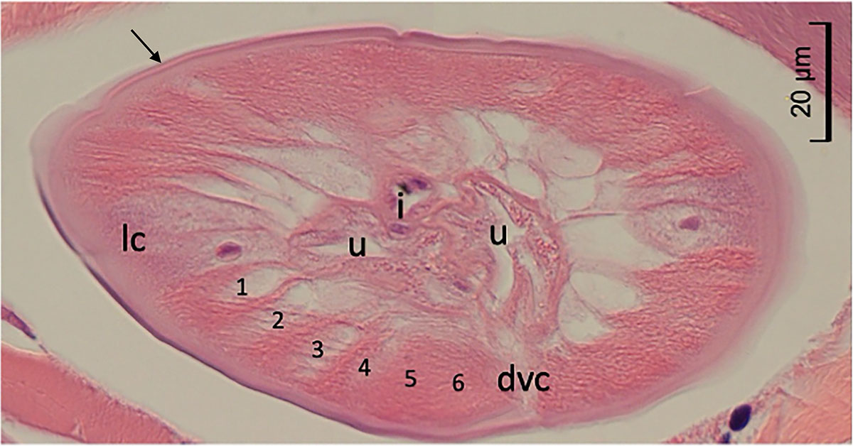 Parasite - The Journal tweet media