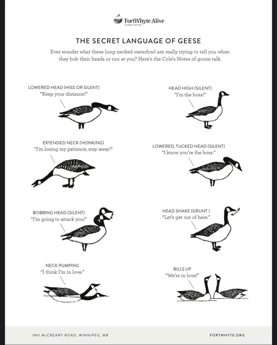 muffdollaz's tweet photo. This past weekend while hiking we came across some geese. When they walked past me they bowed their heads. I thought it was odd. My coworker said they knew the queen was present, jokingly. I went to look it up and sure enough! haha that’s amazing, it made me feel special 🥹 https://t.co/P3NVN9Z0Vk