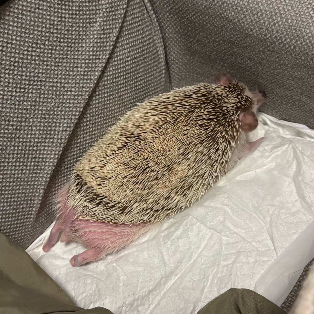 ℤ¡㎃🦔 tweet media