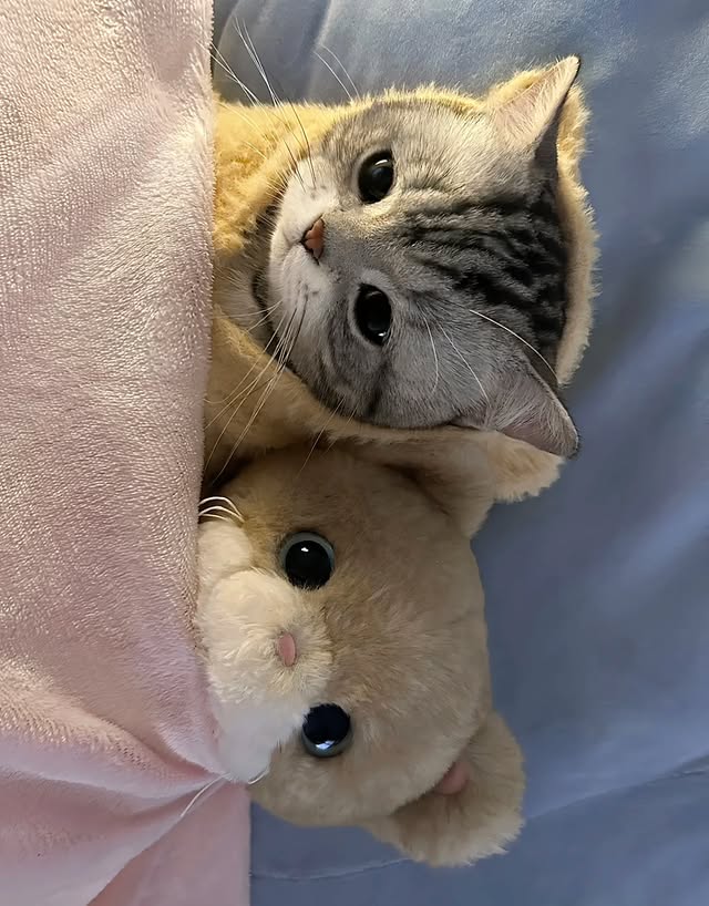 The Pets 𝕏 tweet media