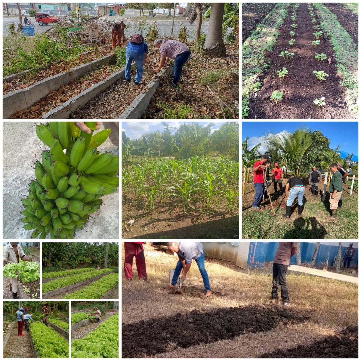 GELigera's tweet photo. Como parte del Programa Agroalimentario 🇨🇺 varias empresas del sistema #industrialigera realizan trabajos constantes en huertos y fincas de autoconasumo. Destinando sus productos a los trabajadores y la comunidad.

#Gempil 
#IndustriasCuba https://t.co/0XsWWkgyg6