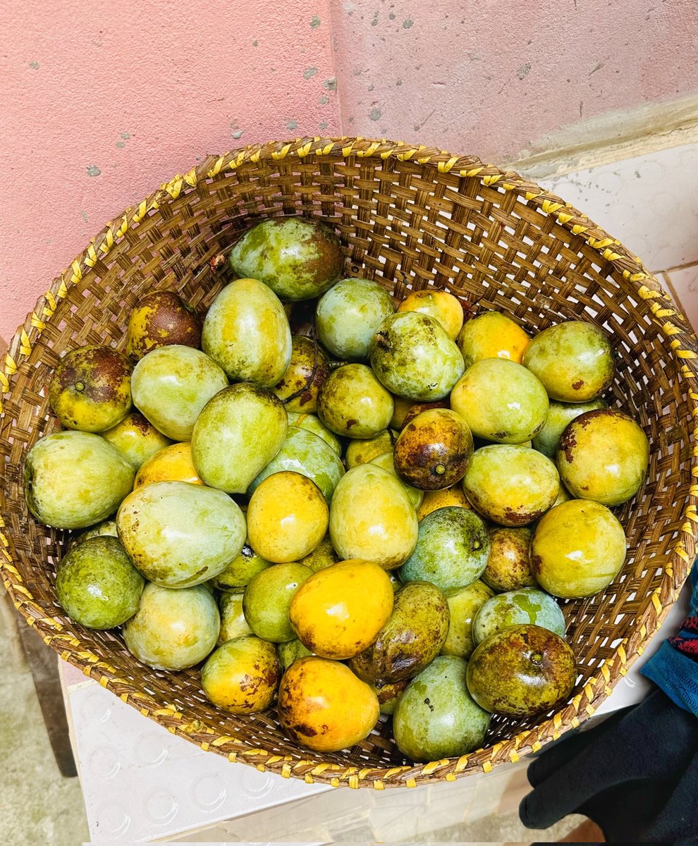 ardesign313's tweet photo. I picked ripe mangoes from the tree and put them in a bowl to eat. The sweetest mangoes of the year... 🥭🥭🥭 https://t.co/fEORpC3Bg3