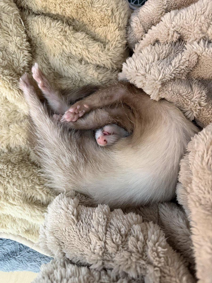chanmie19's tweet photo. パソコン作業してたら
いたち転がってた🐻‍❄️
愛でてたら、『ぼくも愛でろ』と1匹ふえた🐻(踏んでる) https://t.co/gr8MUX8ECc