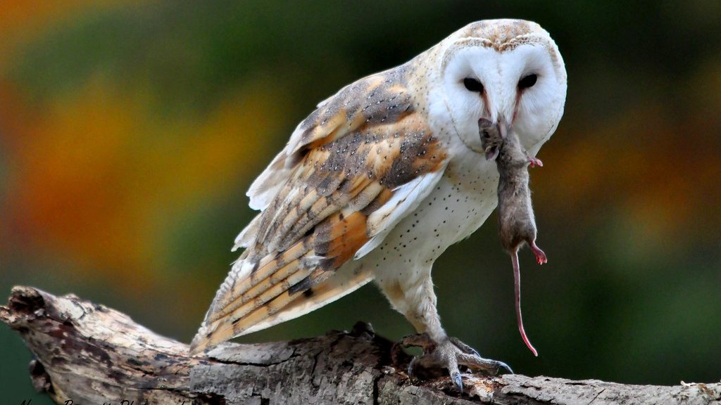 Give A Shit About Nature tweet media