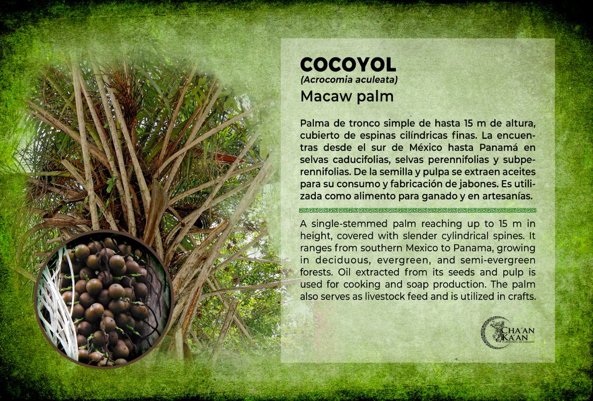 PlanetarioCZM's tweet photo. Entre espinas y frutos, el cocoyol (Acrocomia aculeata) forma parte de la historia natural de nuestra selva. 🌴

Una palma resistente y llena de vida que puedes encontrar en los senderos del planetario. 🍃

#PlanetarioCozumel #FloraLocal #Cozumel https://t.co/RRLNuIqO9S