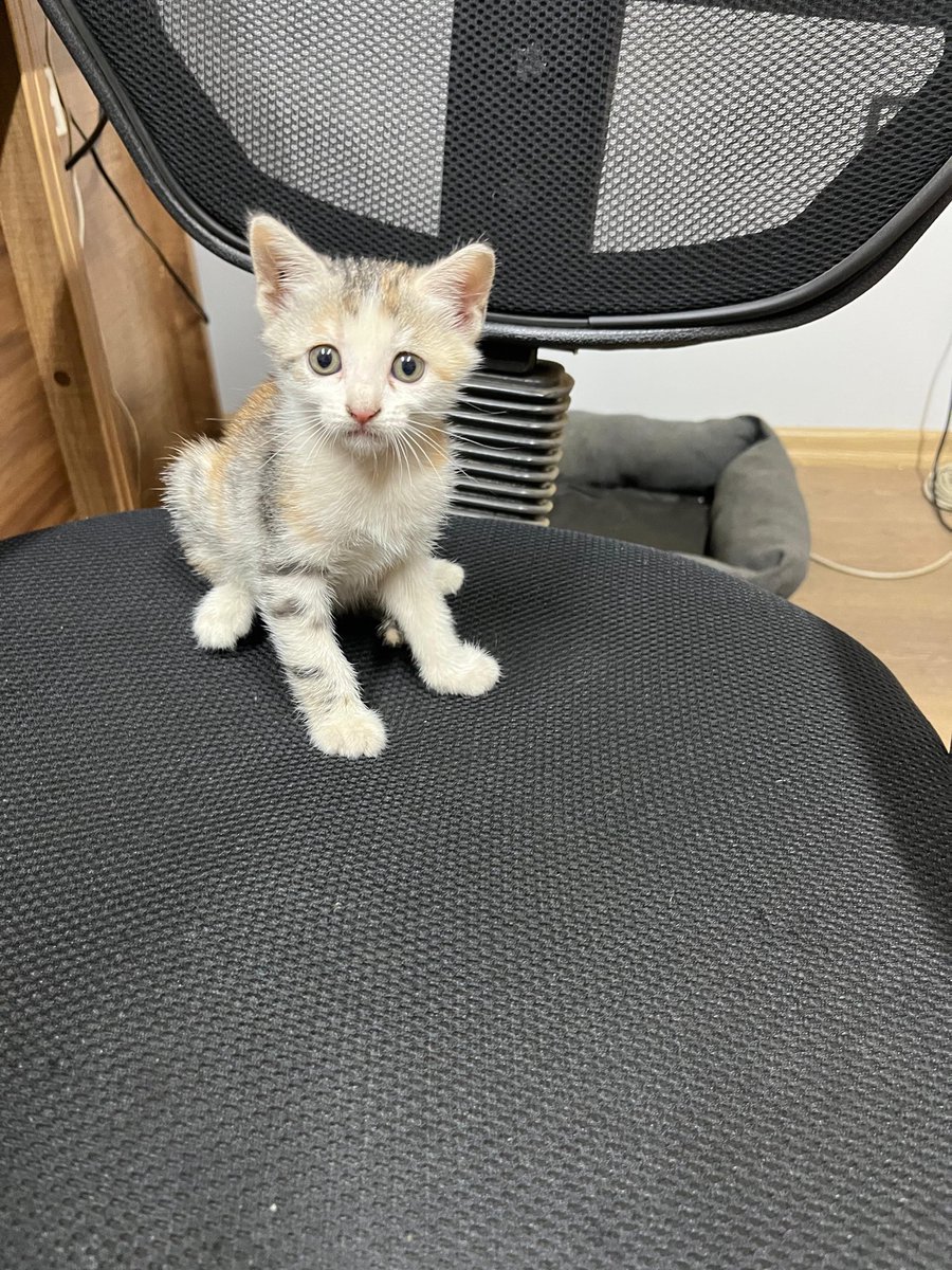 Özgür tweet media