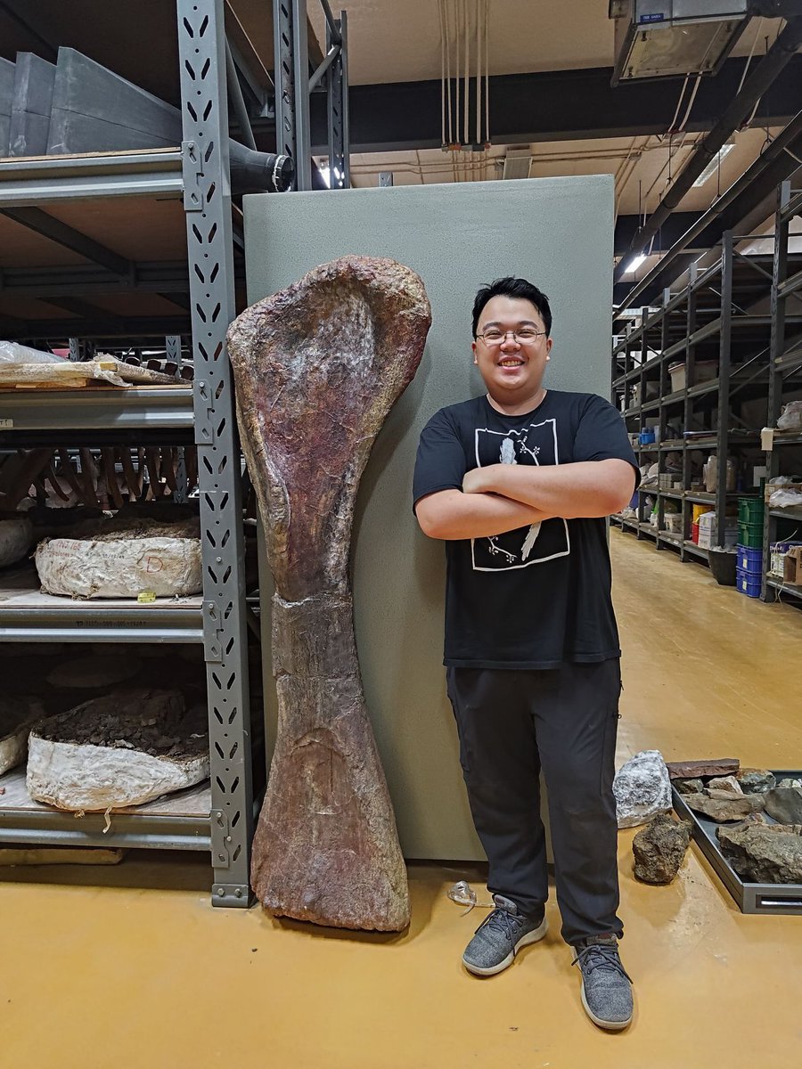 uclmaps's tweet photo. A new type of long-necked plant-eating #dinosaur, the largest ever found in #SoutheastAsia, has been revealed in a study led by researchers at UCL Earth Sciences, Mahasarakham University, Suranaree University of Technology &amp; Sirindhorn Museum in #Thailand: https://t.co/8Z5ipqP6O8 https://t.co/HkaKyhoqU2