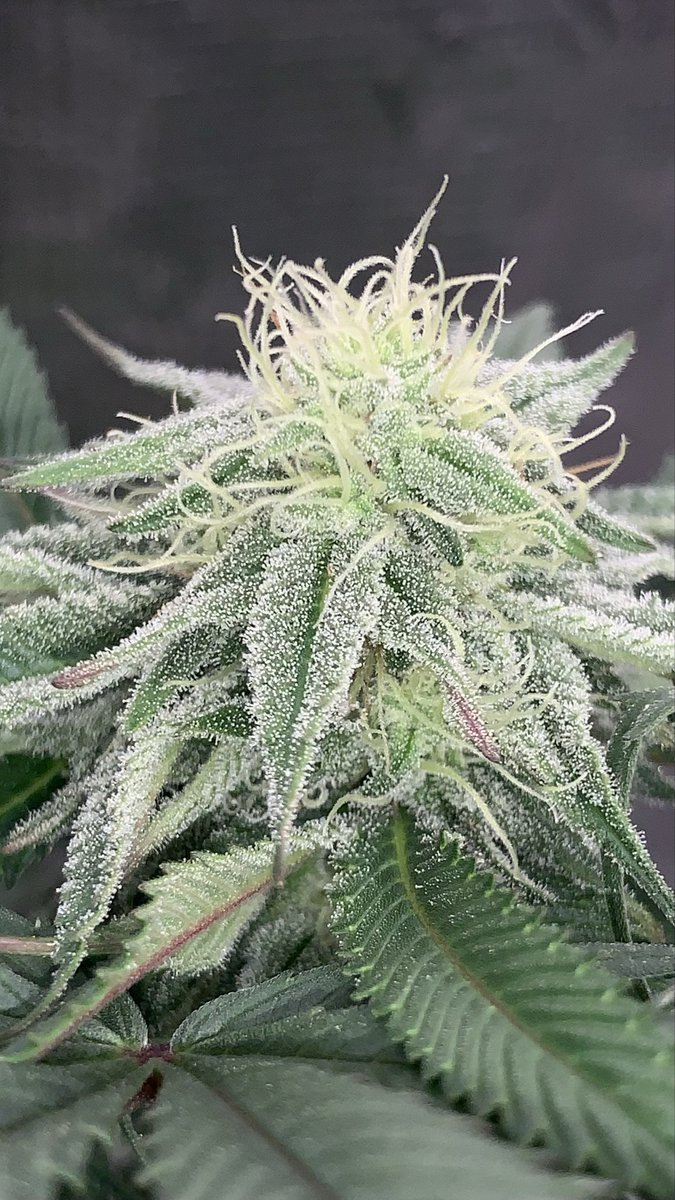 NortonTokes's tweet photo. Blue Zushi x Triple Tangie Banana 🌊🍊 
Day 28

Mighty Mo Microbes Hemp &amp; Paw Paw FPE 🦠 
Grease Green &amp; Alfa Grease 🦬 
Gaia Green 4-4-4 &amp; 2-8-4 🌺 
Roots Organics 707 Blend 🪴 https://t.co/s5CHSrK2ZH