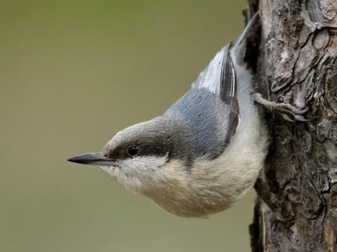 Give A Shit About Nature tweet media
