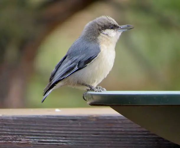 Give A Shit About Nature tweet media