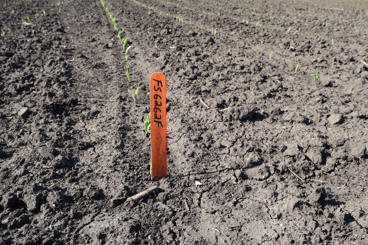 evergreenfsinc's tweet photo. The kind of start you’ll stop for 👀 FS InVISION® 6262F is showing impressive early season vigor &amp; strong emergence in Livingston Co. Keep an eye on this one, we’ll be tracking it’s performance all season long.🌽

Interested in what this hybrid could do on your farm? Let’s talk! https://t.co/VQRSUdOaE5