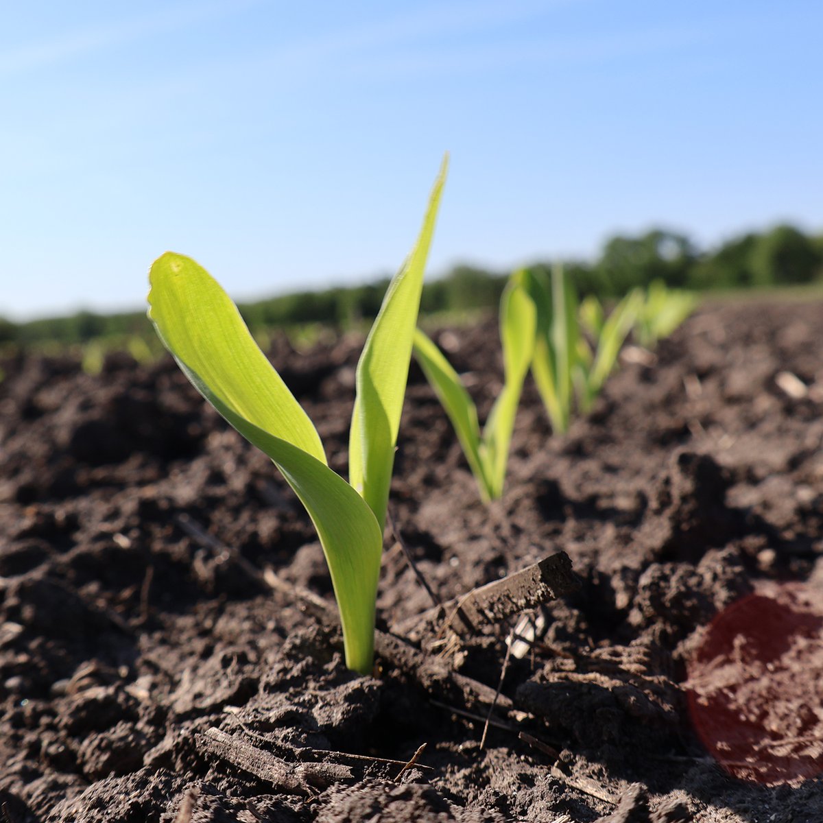 evergreenfsinc's tweet photo. The kind of start you’ll stop for 👀 FS InVISION® 6262F is showing impressive early season vigor &amp; strong emergence in Livingston Co. Keep an eye on this one, we’ll be tracking it’s performance all season long.🌽

Interested in what this hybrid could do on your farm? Let’s talk! https://t.co/VQRSUdOaE5
