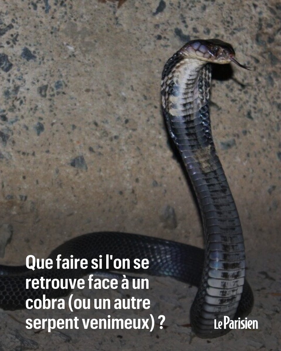 Le Parisien tweet media