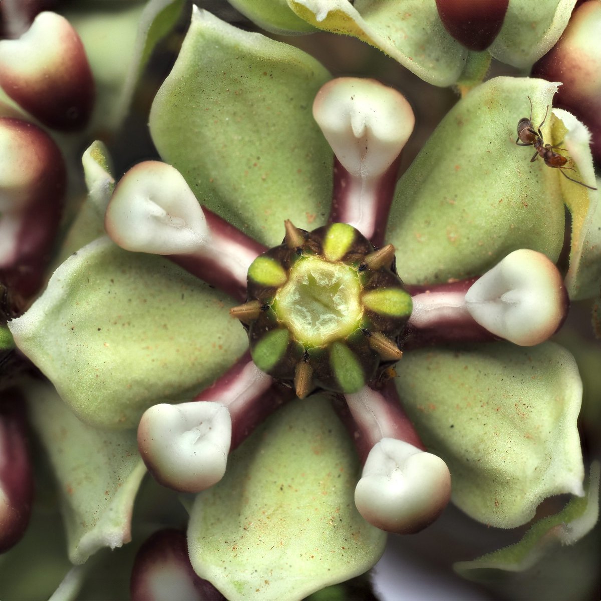 CPCplants's tweet photo. Congratulations to the winners of CPC's 2026 Photo Contest!! 📷

🥇 First Place: Steve Blackwell
🥈 Second Place: Luis Romero
🥉 Third Place: Rachel Sadowski 

Your photos bring rare plants to life for so many of us! Check out all the submissions here: 🔗 https://t.co/Quo1Y3K07x https://t.co/gu5bA9d7Ud