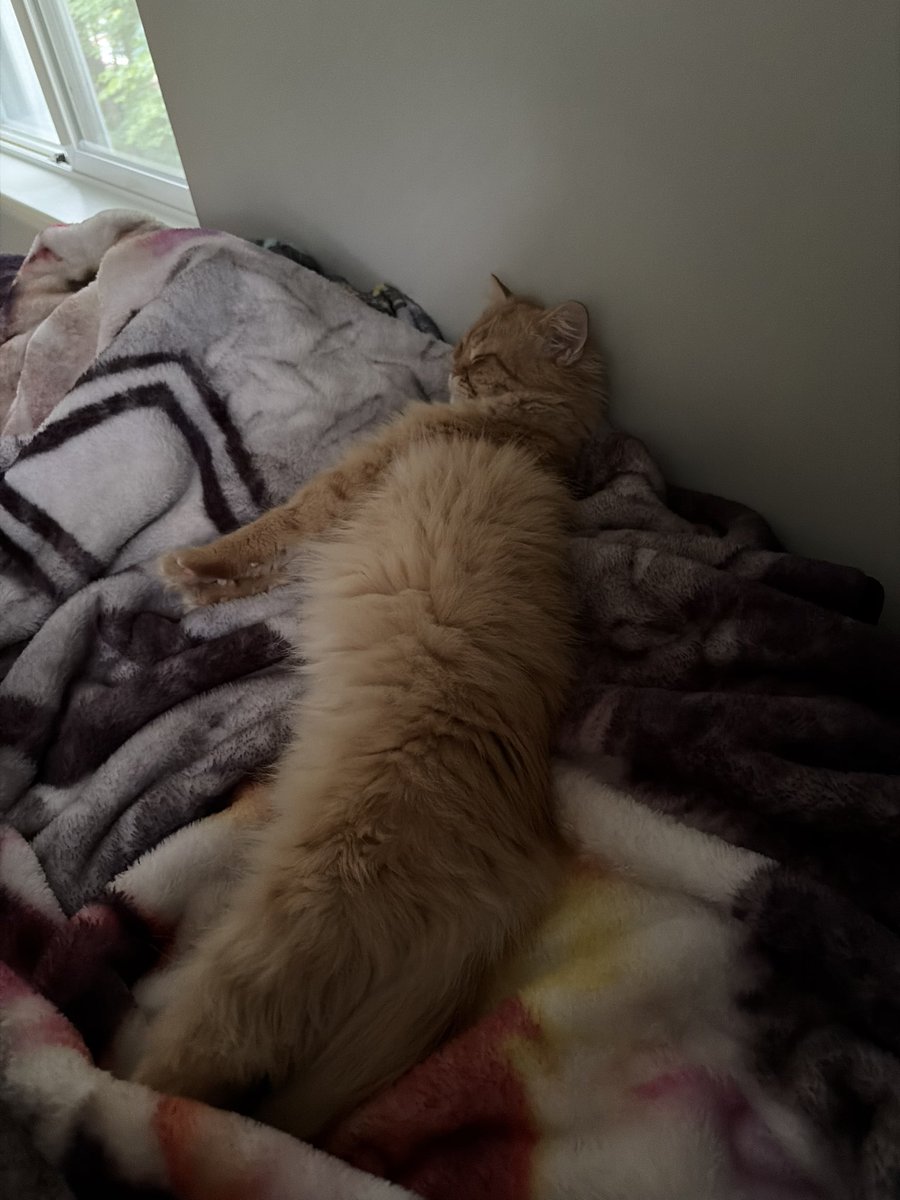 jooshwrld's tweet photo. Crazy that I have 2 creatures that just live with me now https://t.co/csRDu9zoUz