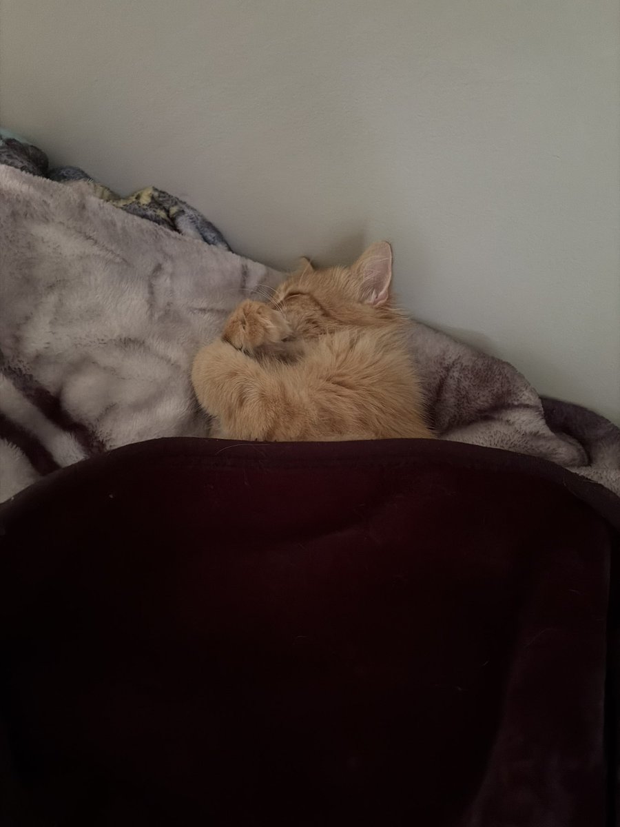jooshwrld's tweet photo. Crazy that I have 2 creatures that just live with me now https://t.co/csRDu9zoUz