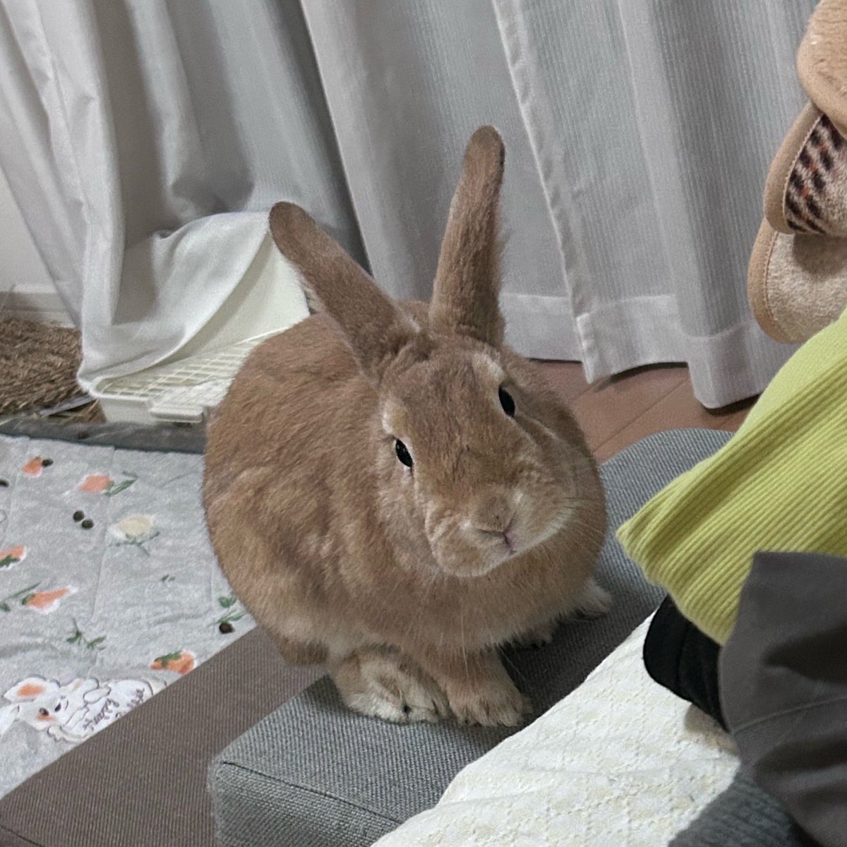 たぬ tweet media