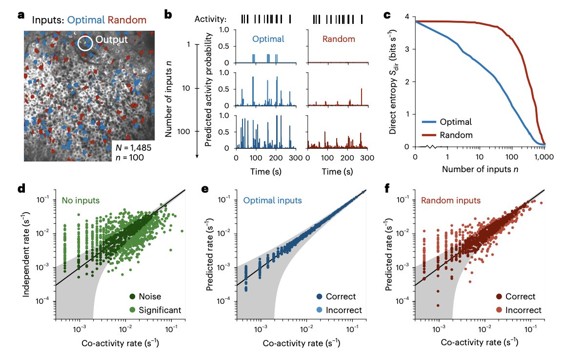 bravo_abad's tweet photo. Real neurons may be simpler than we thought: most of their activity is captured by logistic units

Two pictures of the neuron have coexisted for decades. The simple one, dating back to McCulloch-Pitts and the perceptron, assumes a neuron fires based on a weighted sum of inputs, with no interactions between them. The complex one comes from biophysics: dendritic nonlinearities, extrasynaptic signals, reports of cortical neurons behaving like small multi-layer networks. Which picture describes real neurons?

Christopher Lynn tackles this with a maximum entropy approach. For each neuron, he fits the model consistent only with the measured direct dependencies P(y|x_i) on individual inputs, and agnostic about everything else. The math gives exactly a logistic artificial neuron. Anything this minimal model misses must come from higher-order or temporal structure.

Applied to large-scale calcium imaging from the mouse hippocampus, the mouse visual cortex, and the whole brain of C. elegans, the result is consistent: direct dependencies alone explain over 90% of the variability in neuronal activity. For the median hippocampal neuron, about 15 inputs already account for half of that variability, and a few hundred suffice to predict all pairwise correlations with the rest of the population. The fitted models also predict triplet, quadruplet, and quintuplet co-firing rates with errors below 0.2%, and recover time-delayed correlations up to 10 seconds, using only instantaneous information.

The inferred connectivity is also revealing. Weights come out sparse, heavy-tailed (log-normal), balanced between excitation and inhibition, and directed, matching known features of real synaptic networks. Ablation shows neurons can lose up to 90% of their inputs before predicted activity collapses, pointing to a highly redundant code.

This suggests simple logistic units may be a faithful substrate for neuromorphic hardware and biologically informed models in drug discovery or biotech. It also strengthens the case for sparse, redundant architectures in ML pipelines, where robustness to noisy inputs matters more than raw expressivity.

Paper: Lynn, Nature Physics (2026) — CC BY-NC-ND 4.0 | https://t.co/uRD064RzSF