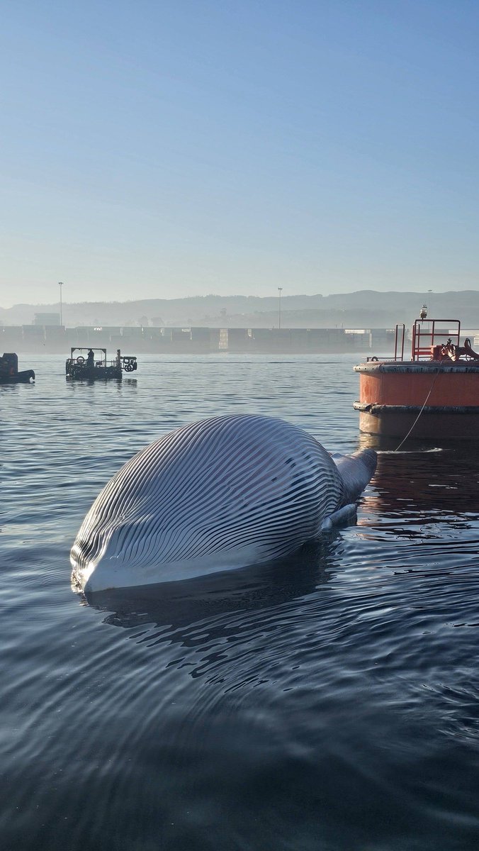 BioPasan's tweet photo. NOTICIA 

Ballena encontrada muerta frente a puerto de Coronel 

Mañana de hoy Lunes 18 de mayo 2026 https://t.co/HUu07auxmf