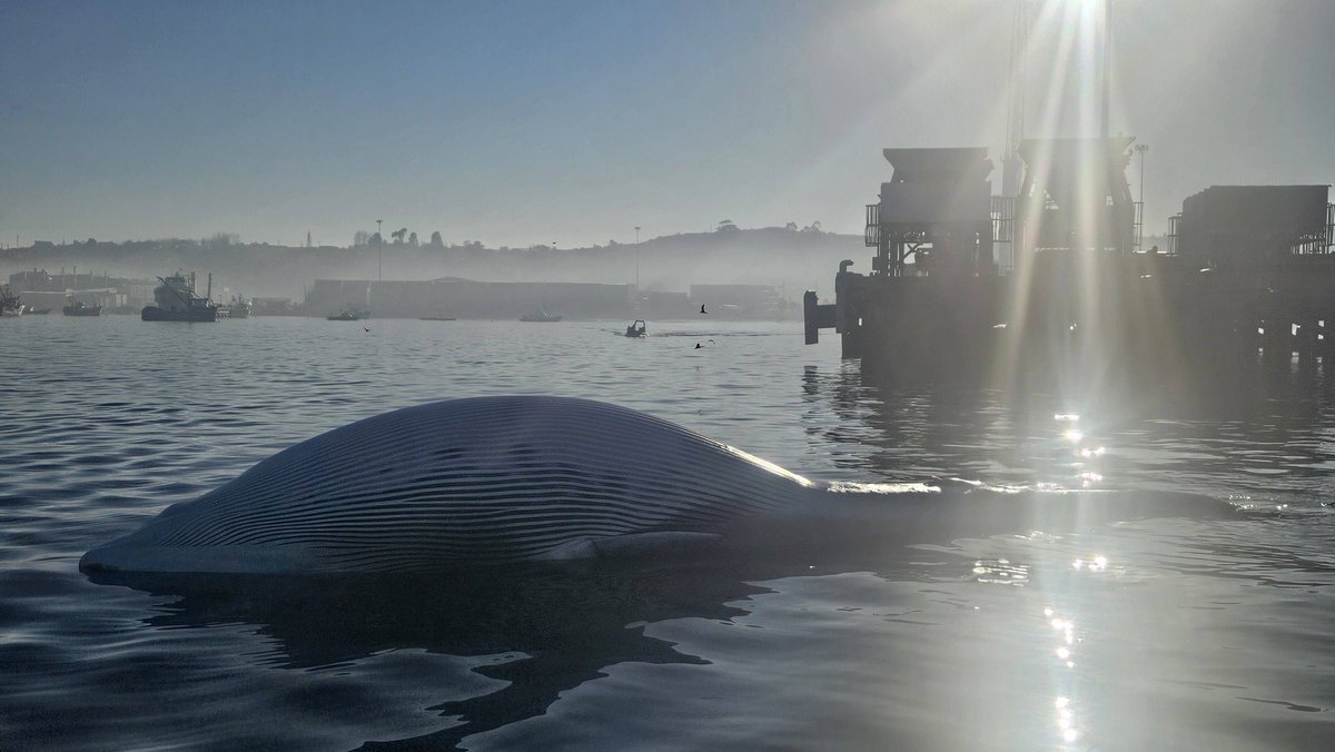 BioPasan's tweet photo. NOTICIA 

Ballena encontrada muerta frente a puerto de Coronel 

Mañana de hoy Lunes 18 de mayo 2026 https://t.co/HUu07auxmf