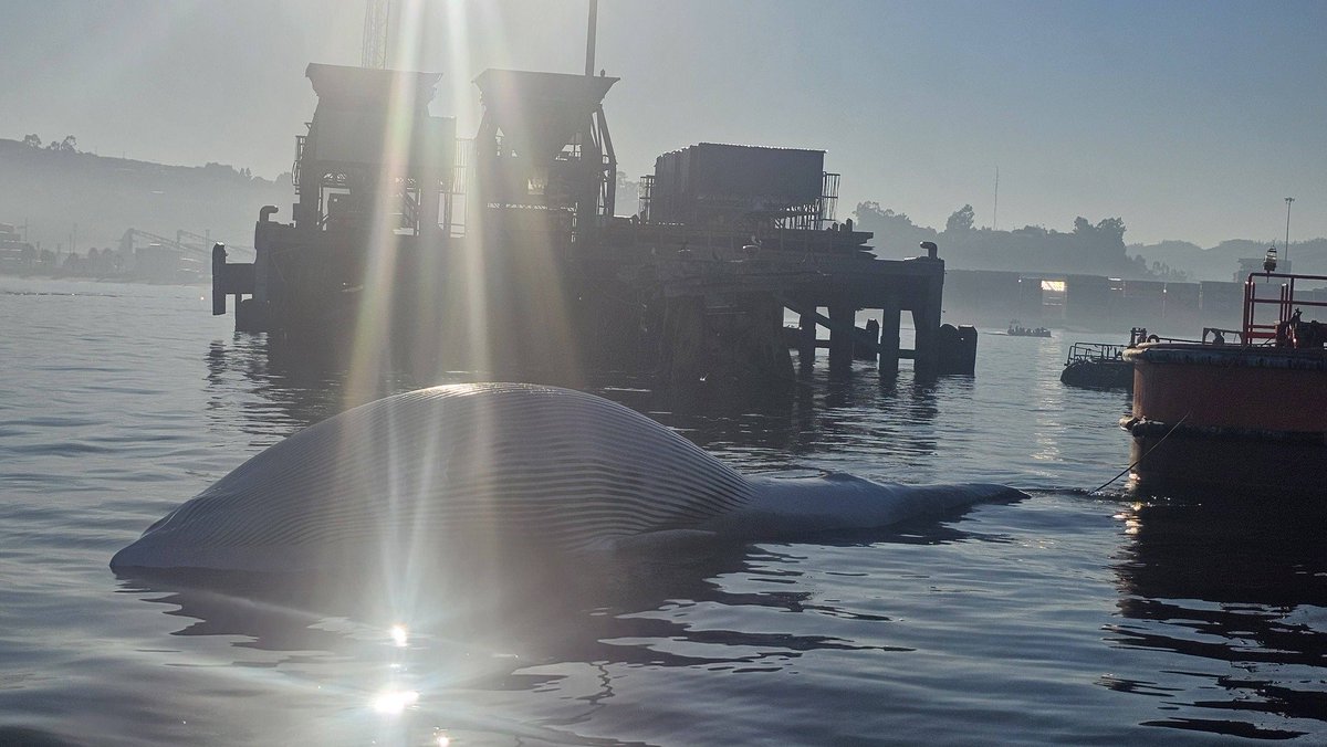 BioPasan's tweet photo. NOTICIA 

Ballena encontrada muerta frente a puerto de Coronel 

Mañana de hoy Lunes 18 de mayo 2026 https://t.co/HUu07auxmf
