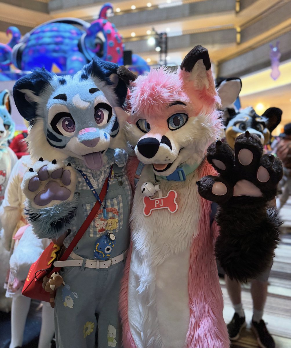 pjfoxes's tweet photo. Pink fox meowing with a cute blue kitty. 🐯🩵🩷🦊

#furry #fursuit #fursuiting #FWA2026 https://t.co/UkqusvSm4h