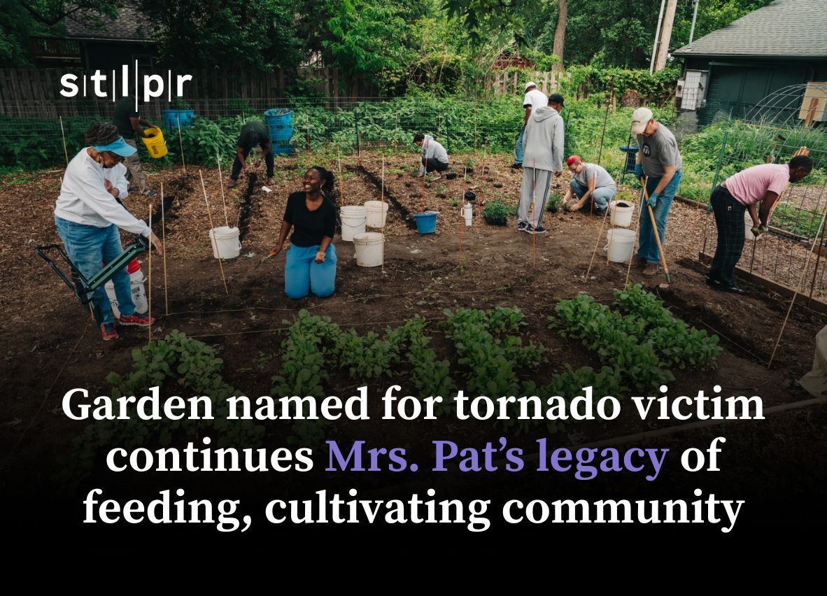 stlpublicradio's tweet photo. Green radishes spelling “AMEN” emerged this spring in a memorial garden honoring Patricia Penelton at Eden Theological Seminary.

Penelton was among five people killed in last year’s storm in St. Louis, but her family says they's continuing her legacy. https://t.co/YiOER8scQE https://t.co/tnxCnESkCN