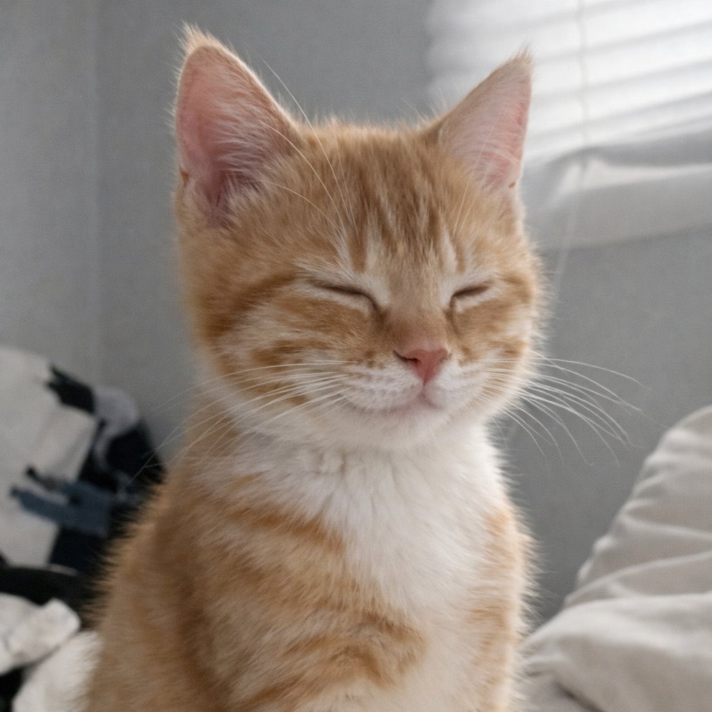Cat 🐈 tweet media