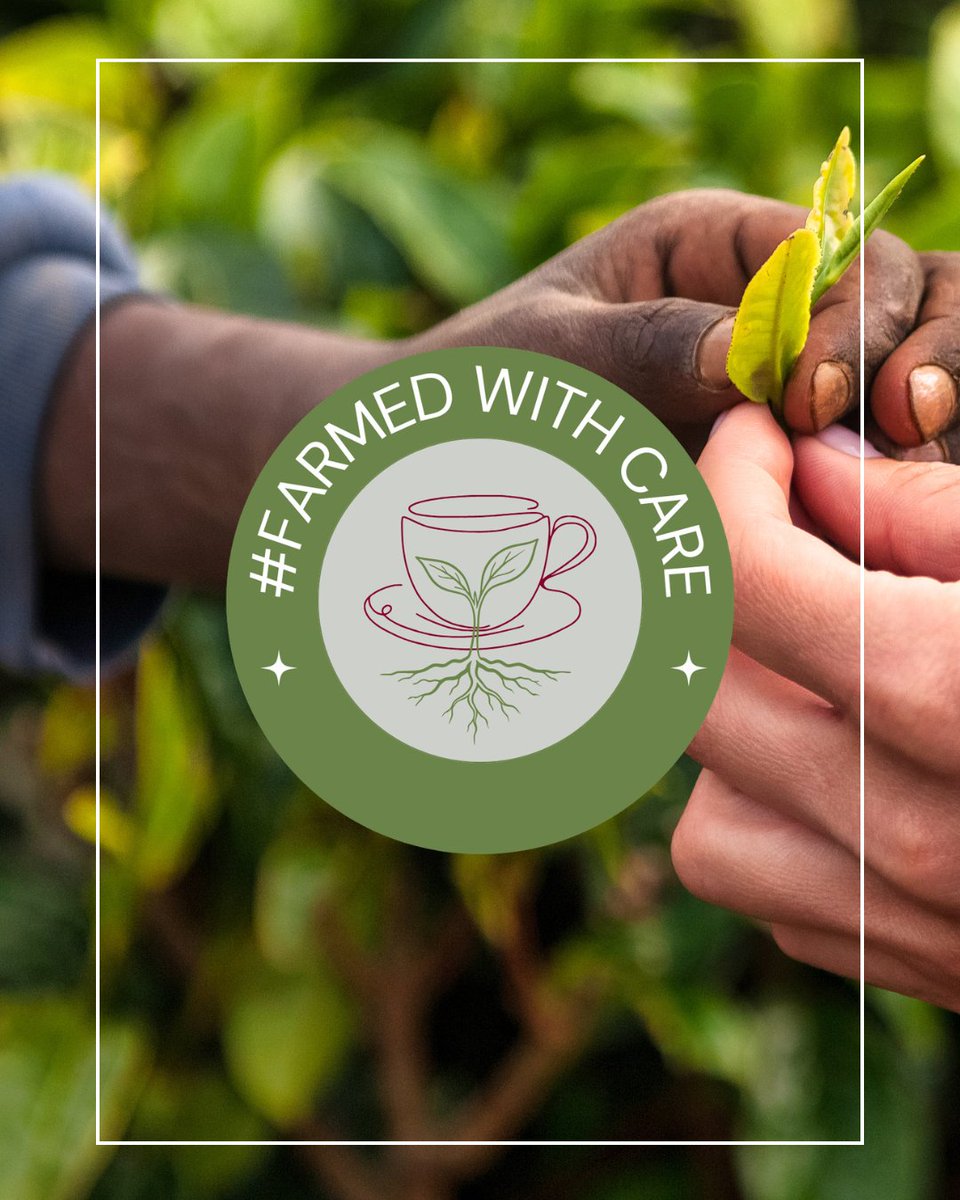 Tea & Herb Assoc Canada tweet media