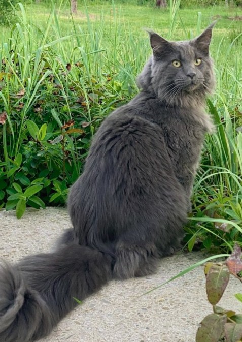 Missing Animaux 81 tweet media