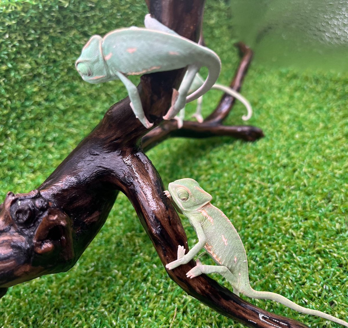 Repti bug【公式】 tweet media