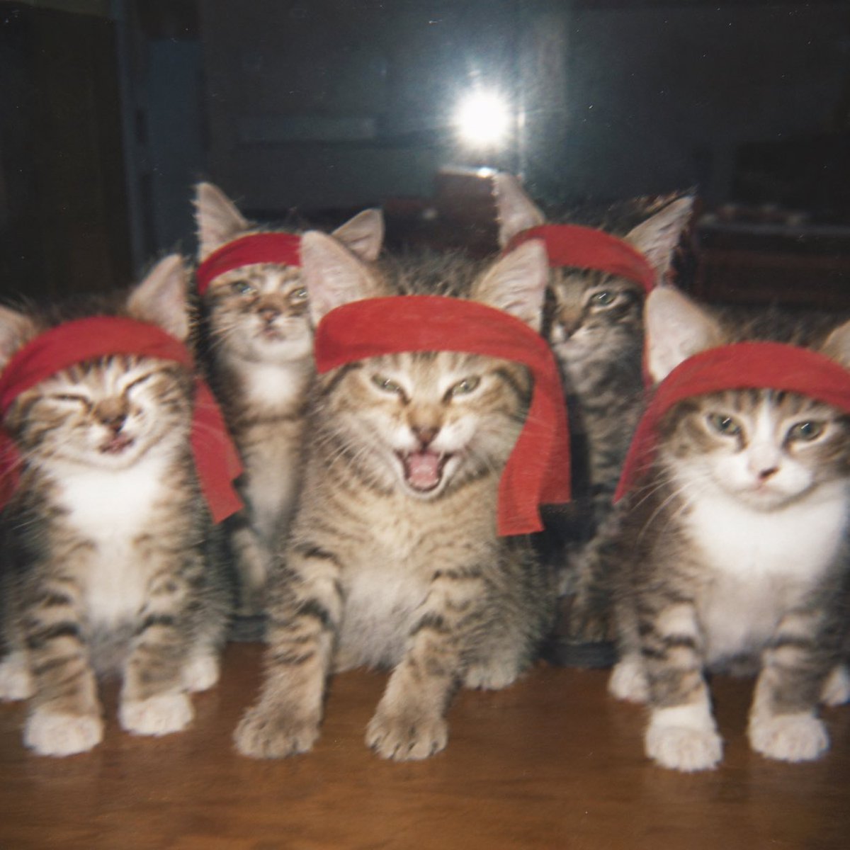 Red Kitten Crew tweet media